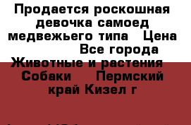 Продается роскошная девочка самоед медвежьего типа › Цена ­ 35 000 - Все города Животные и растения » Собаки   . Пермский край,Кизел г.